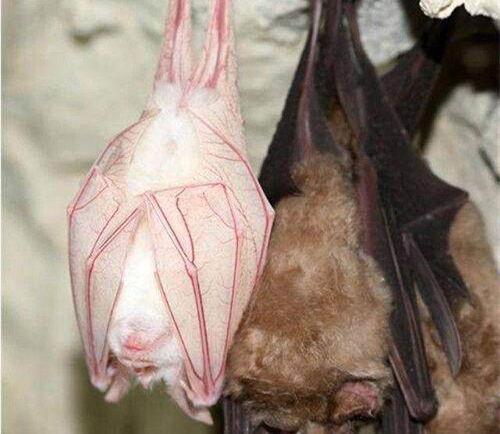 血色蝙蝠在线观看,惊悚之夜,神秘生物现世之谜 第1张 血色蝙蝠在线观看,惊悚之夜,神秘生物现世之谜 第1张