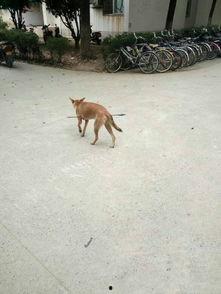 娱乐圈爆料流浪狗被抓,流浪狗被抓引发关注，背后真相令人唏嘘  第2张